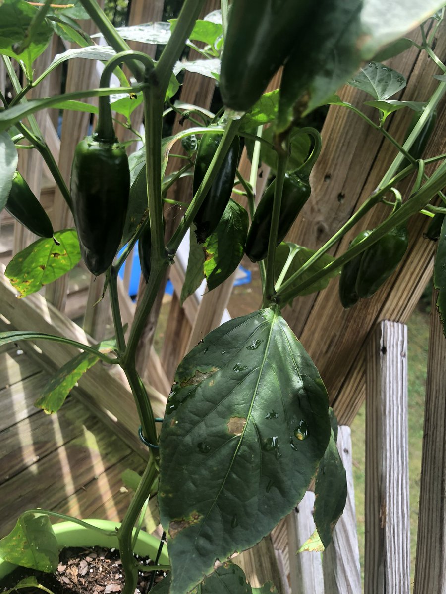 Cowhorns are the long thin peppers in the first picture and they are so good! Especially when they turn red. The longer you leave peppers on, the better they taste! Here’s some more pepper pics!!