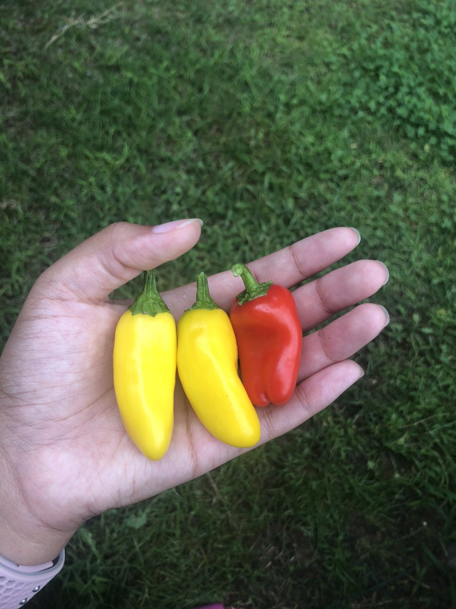 Next is peppers! Peppers are my favorite to grow! The larger peppers are all carnival peppers and just look at them! They’re gorgeous and so sweet! I also grew cowhorn peppers, jalapeño peppers, ghost peppers (idk why lol), and serrano peppers which are all spicy.