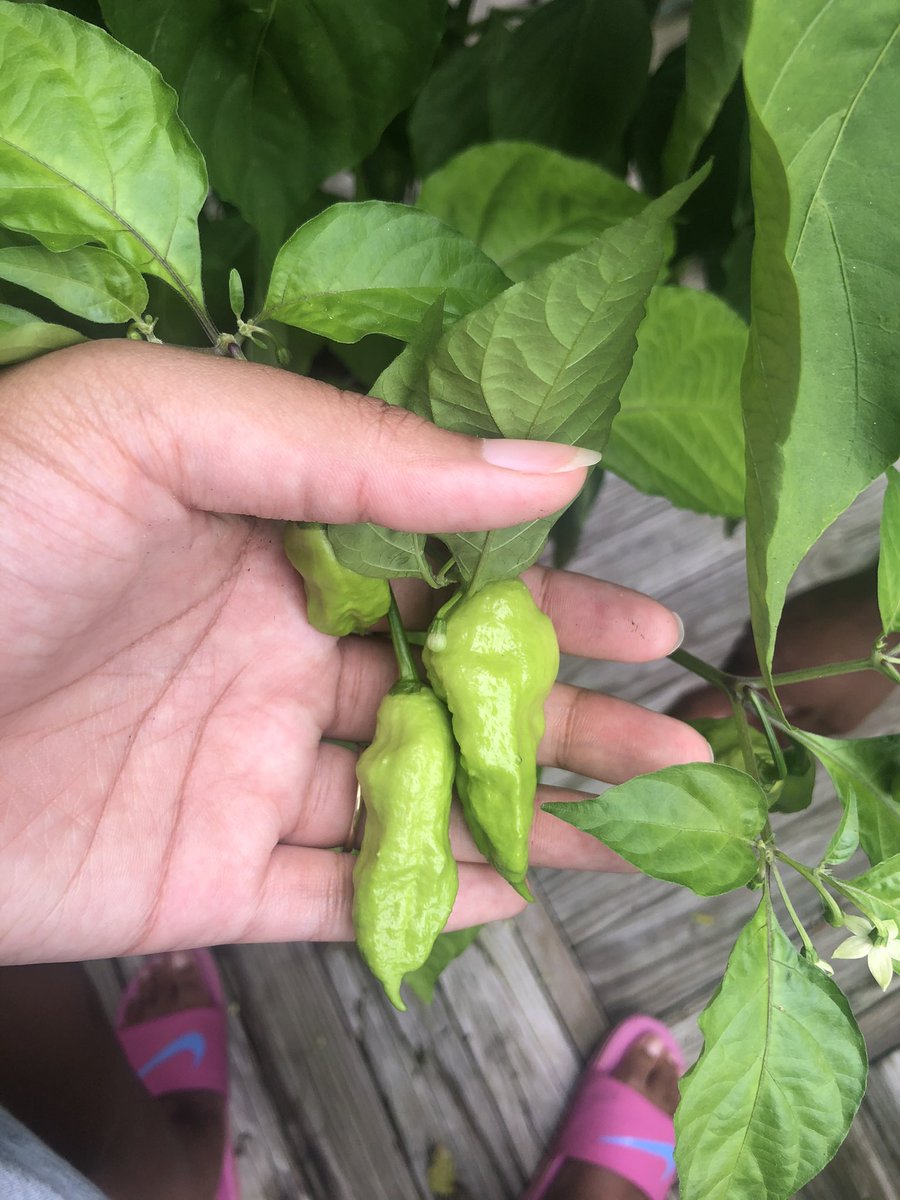 Next is peppers! Peppers are my favorite to grow! The larger peppers are all carnival peppers and just look at them! They’re gorgeous and so sweet! I also grew cowhorn peppers, jalapeño peppers, ghost peppers (idk why lol), and serrano peppers which are all spicy.