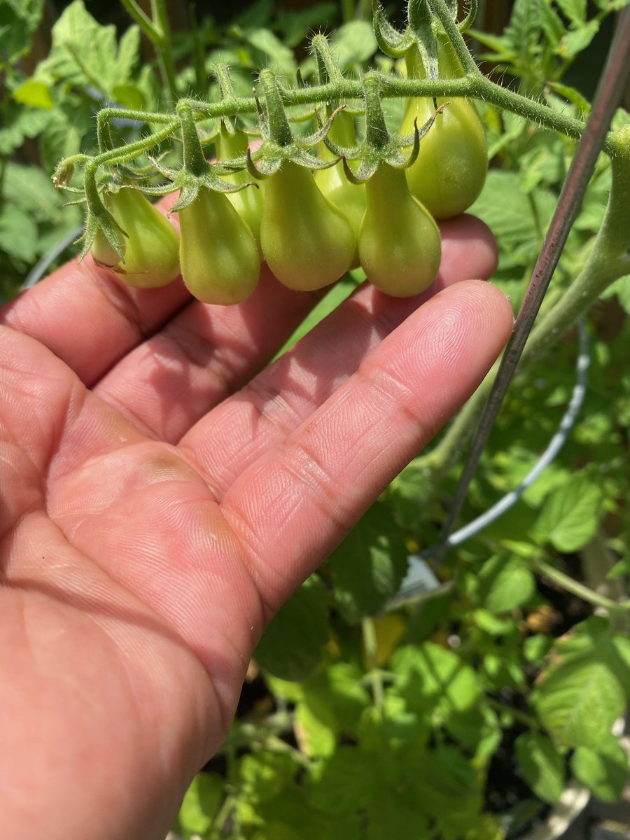 Next we have tomatoes! Tomatoes are also pretty easy to grow. It’s a good idea to let them grow on a trellis so they have support. I grew yellow pear tomatoes and heirloom tomatoes. All of the heirloom tomatoes I grew were red but one of them came out yelllow! 