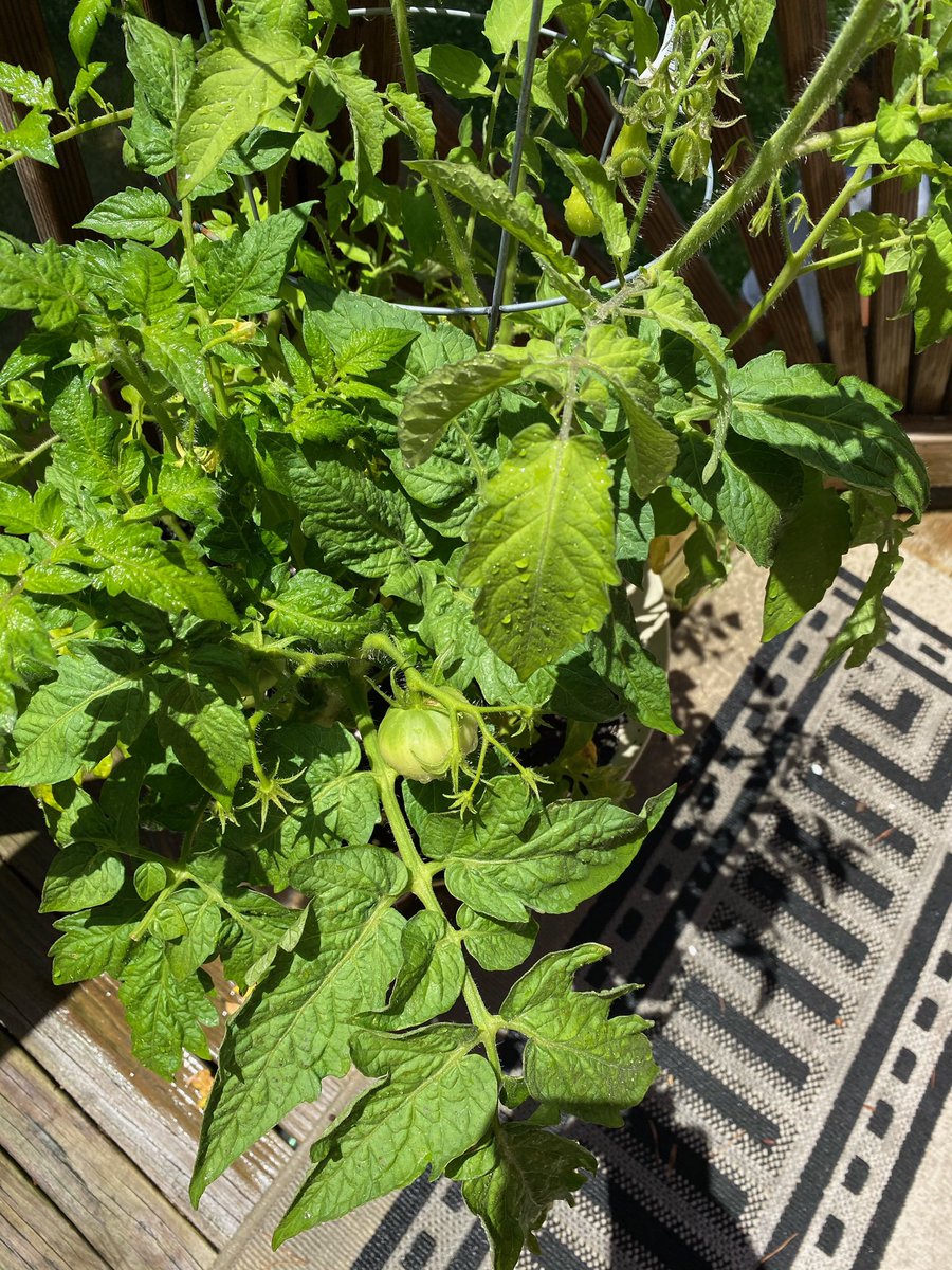 Next we have tomatoes! Tomatoes are also pretty easy to grow. It’s a good idea to let them grow on a trellis so they have support. I grew yellow pear tomatoes and heirloom tomatoes. All of the heirloom tomatoes I grew were red but one of them came out yelllow! 