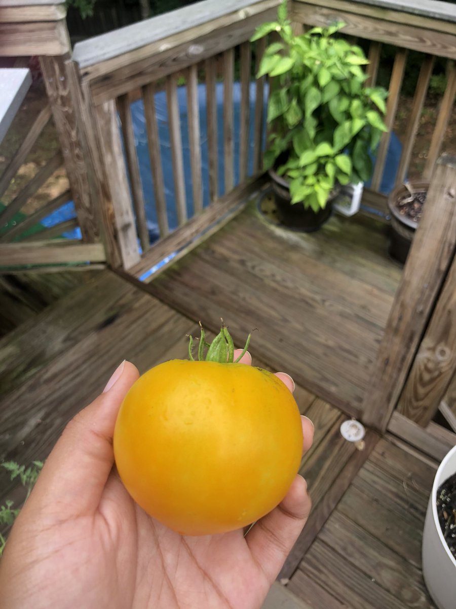 Next we have tomatoes! Tomatoes are also pretty easy to grow. It’s a good idea to let them grow on a trellis so they have support. I grew yellow pear tomatoes and heirloom tomatoes. All of the heirloom tomatoes I grew were red but one of them came out yelllow! 