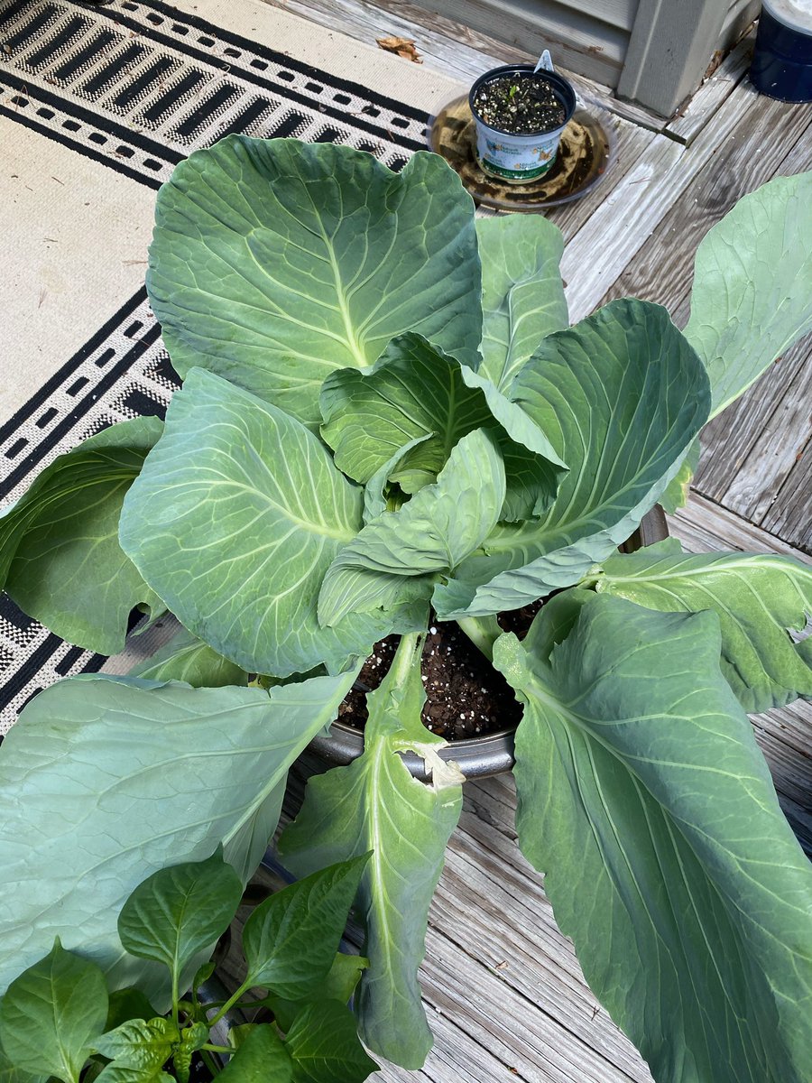 Next on the list is cabbage! Cabbage is very low maintenance and it’s so fun watching it grow and curl into a cute little ball!  I would say that cabbage required the least maintenance out of everything I grew.
