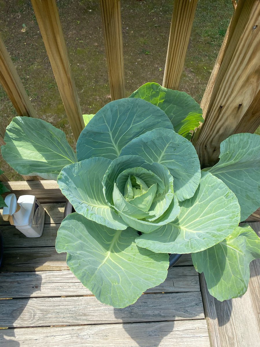 Next on the list is cabbage! Cabbage is very low maintenance and it’s so fun watching it grow and curl into a cute little ball!  I would say that cabbage required the least maintenance out of everything I grew.