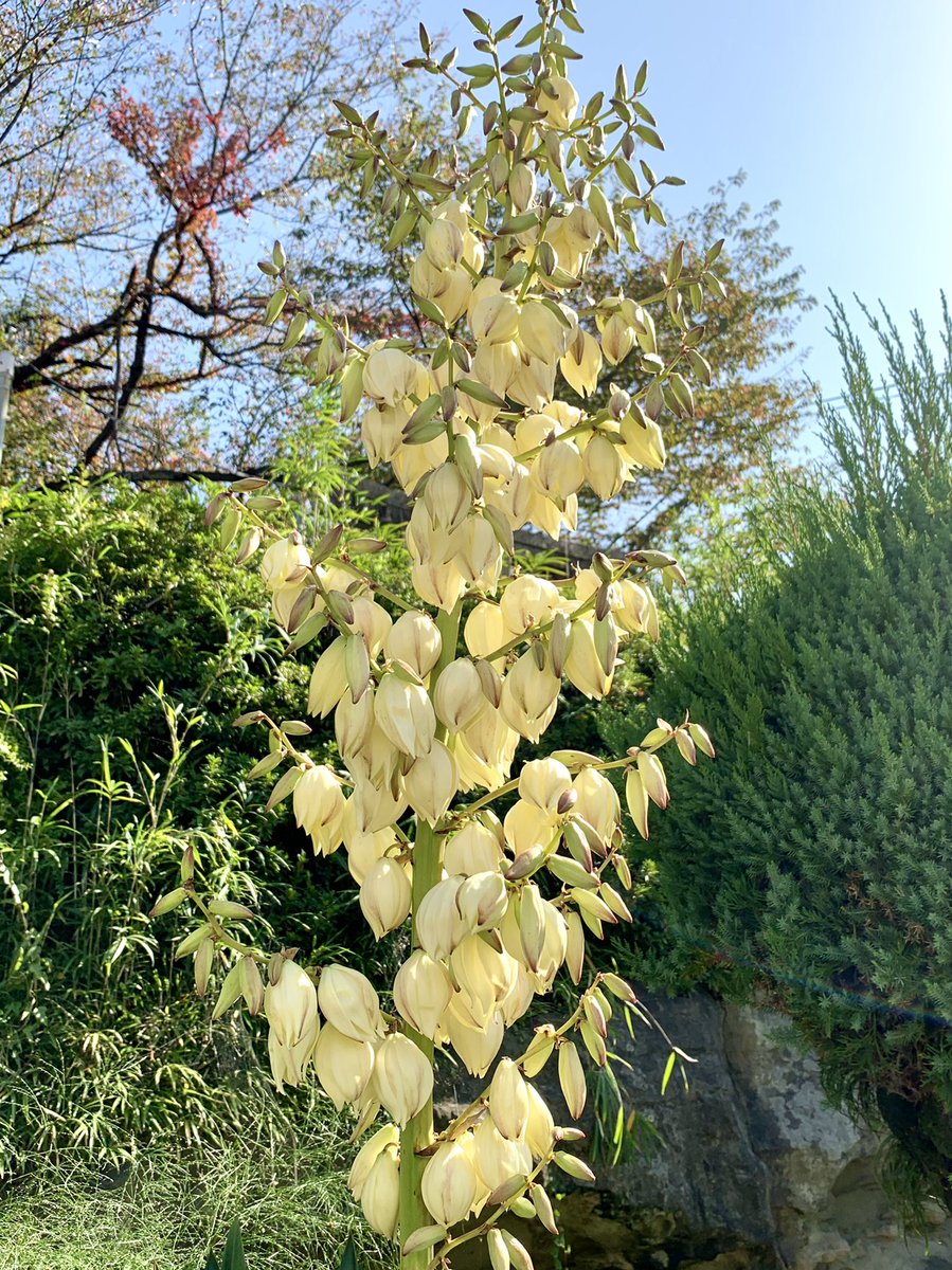 Cloudsailor 星羅の一日一花 على تويتر ユッカ 和名アツバキミガヨラン 厚葉君が代蘭 ５ ６月と１０ １１月の２回 白色の大きな花を房のように咲かせる キジカクシ科イトラン属 北米南部原産 Glorious Yucca Spanish Dagger Sea Island Yucca Yucca