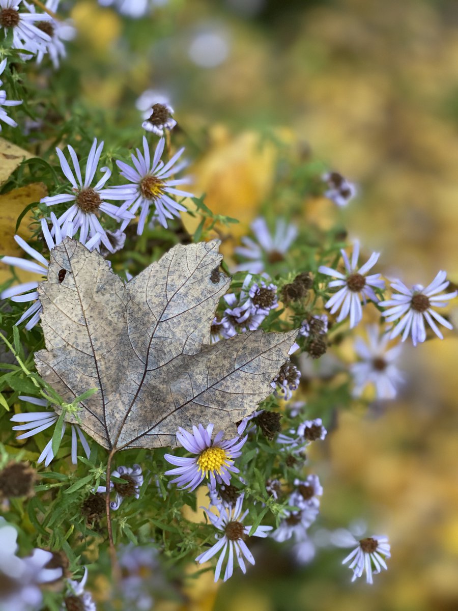 FruitionMusic's tweet photo. My favorite picture was definitely the blue leaf!! 😃 - https://t.co/QIdsPuvSOt https://t.co/SGgbdDlm0c