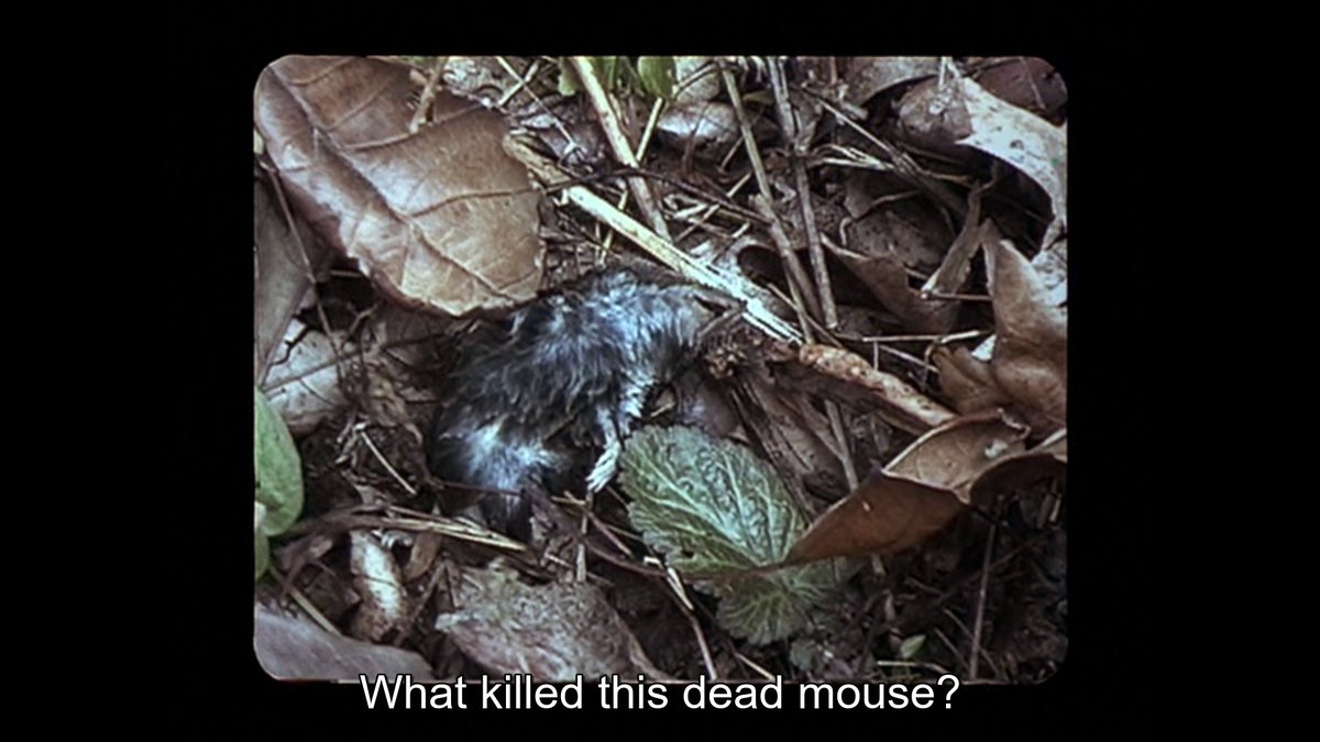 the great thing about this movie is that it is simultaneously extremely tight and extremely dense. almost any given shot feels like its rosetta stone