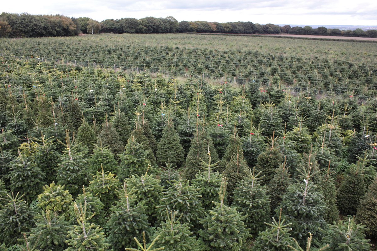 Opening tomorrow, Monday, Tuesday, Wednesday 10am-4pm for choosing and tagging trees from the plantation for cutting and collection in December. Opening fully on 2 December.