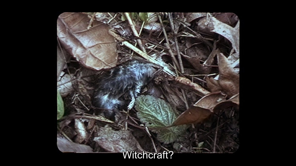 the great thing about this movie is that it is simultaneously extremely tight and extremely dense. almost any given shot feels like its rosetta stone