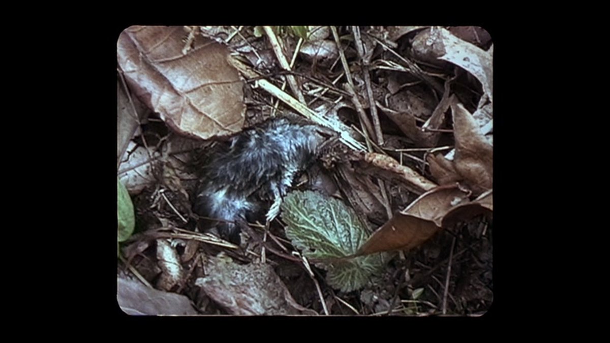 the great thing about this movie is that it is simultaneously extremely tight and extremely dense. almost any given shot feels like its rosetta stone