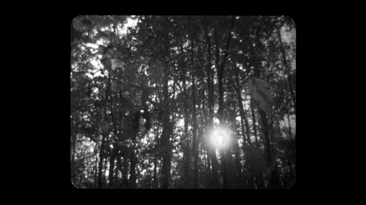 can't see it as well as in motion but the sun winking through these branches... s-tier oneiric cinema