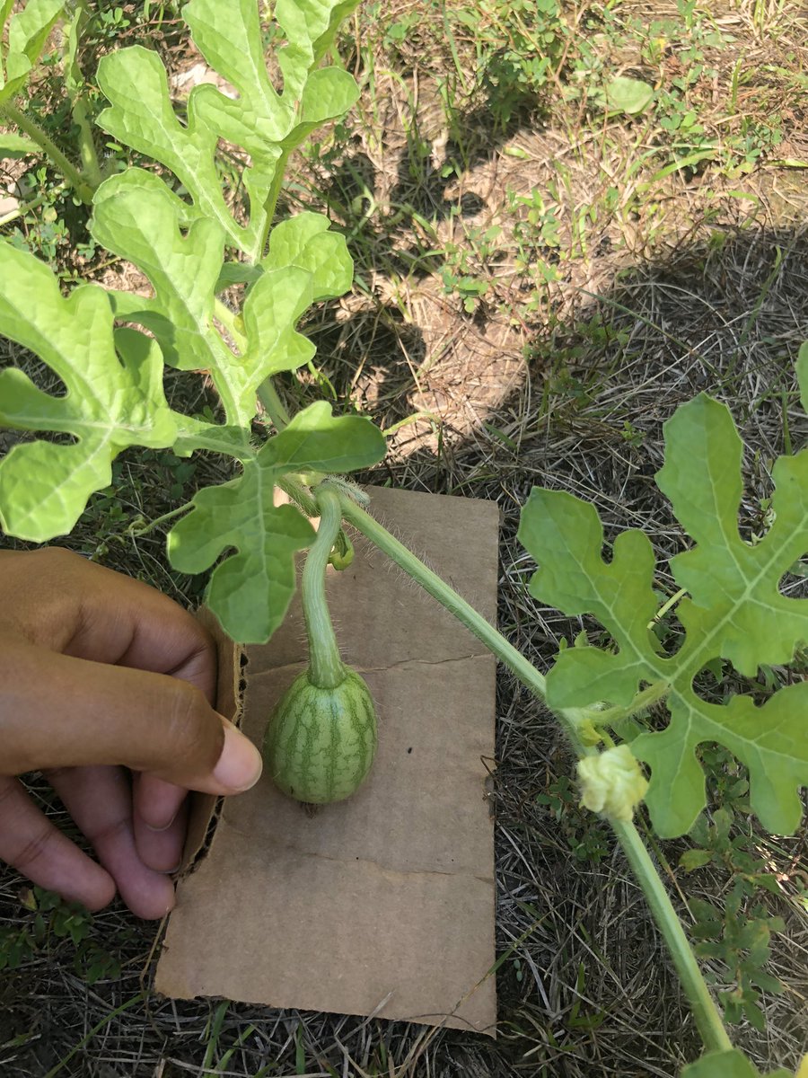Next we have watermelon. Watermelon are also pretty easy to grow but boy do they need a lot of water! They need multiple gallons a day. I grew two different kinds. They were really small but they were so juicy and sweet!