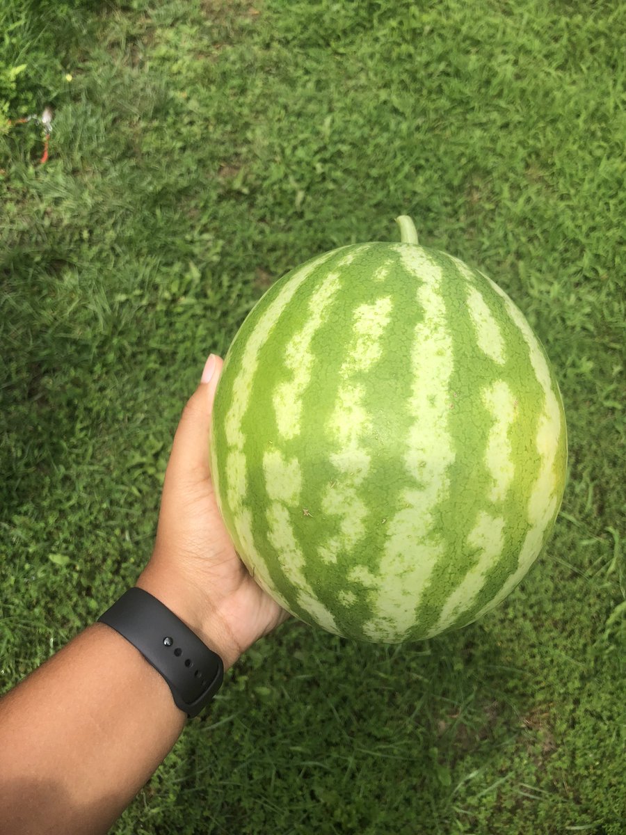 Next we have watermelon. Watermelon are also pretty easy to grow but boy do they need a lot of water! They need multiple gallons a day. I grew two different kinds. They were really small but they were so juicy and sweet!