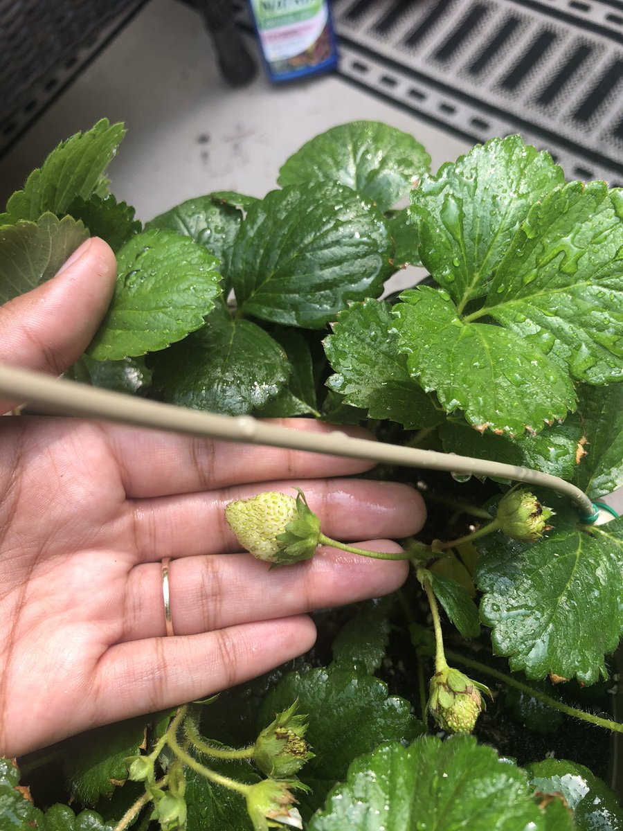 Next we have strawberries!! Strawberries are another low maintenance plant. My only problem was that they grew so small!! Even though they were small, they were still really sweet!