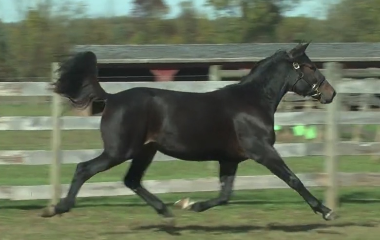 ZetteStable's tweet photo. Hip #708 in the @Standardbred Sale, ZETTE VIXEN is by proven sire #MusclesYankee and first foal from a full sister to Fashion Feline, 1:53 ($507K), On the Sly, 1:52.3 ($307K), Black Broadway, 1:53.1 ($205K) etc!

Get access to her pedigree and videos here:
https://t.co/Kh3ScdyZTS https://t.co/4SQM9QXfXS