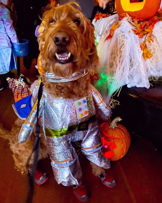 MorChuck21's tweet photo. #HappyHalloween & thx @cedarlocal 4 the wonderful #familyfun 2day! #morchuck21 #robodog #target #Halloween #jdrfyoungleadersnyc #cedarlocal #downtownnyc #ruffwear #marysstitchery #t1d #diabetesawareness #diabeticalertdog #servicedog #dogsofinstagram #goldendoodles #dogs https://t.co/p7VWmwOf9u