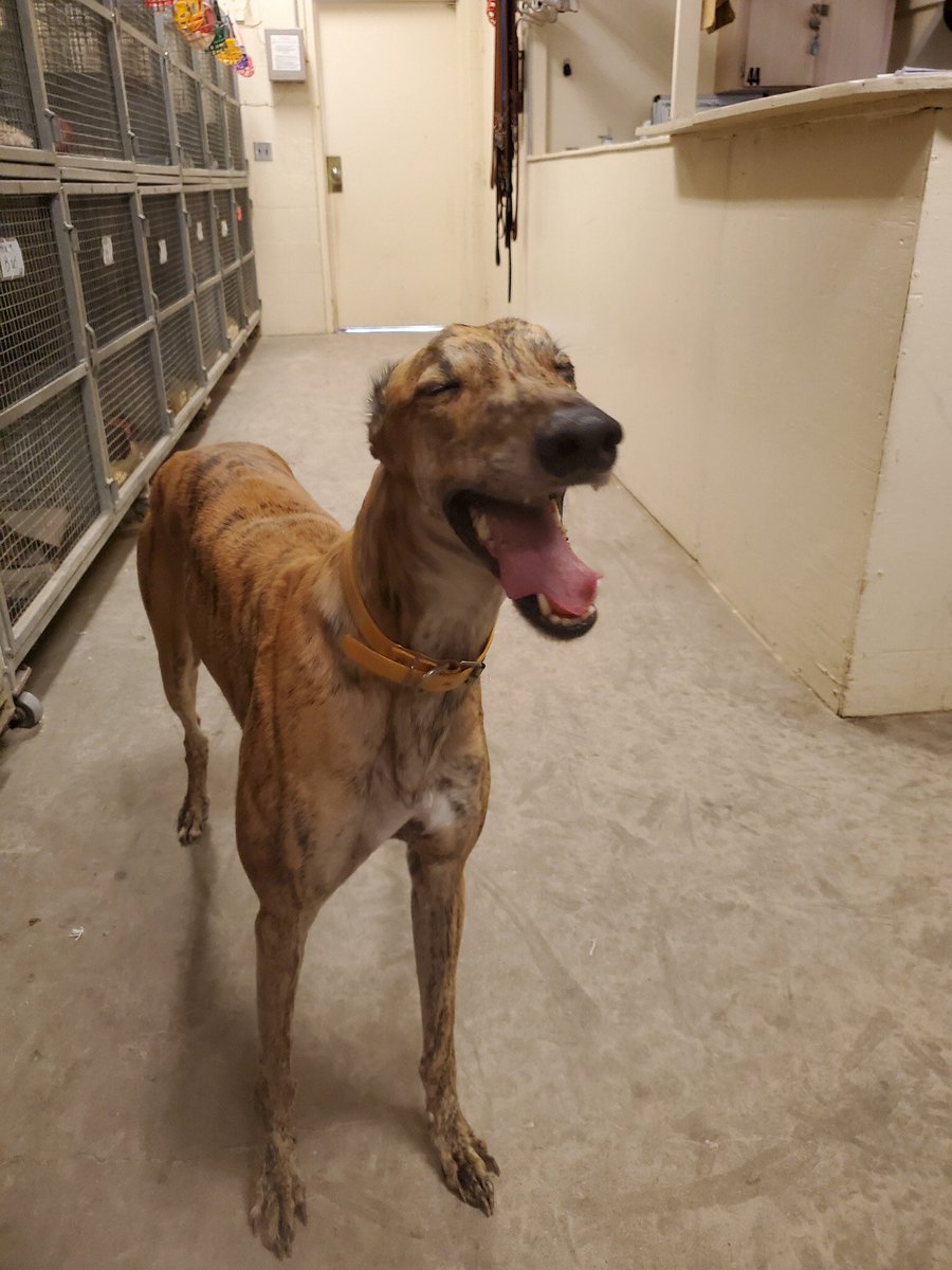 weatherwtcher's tweet image. This is a Greyhound that is thrilled he won his race today! Going to grade A!! ⁦@RealGreyhound⁩