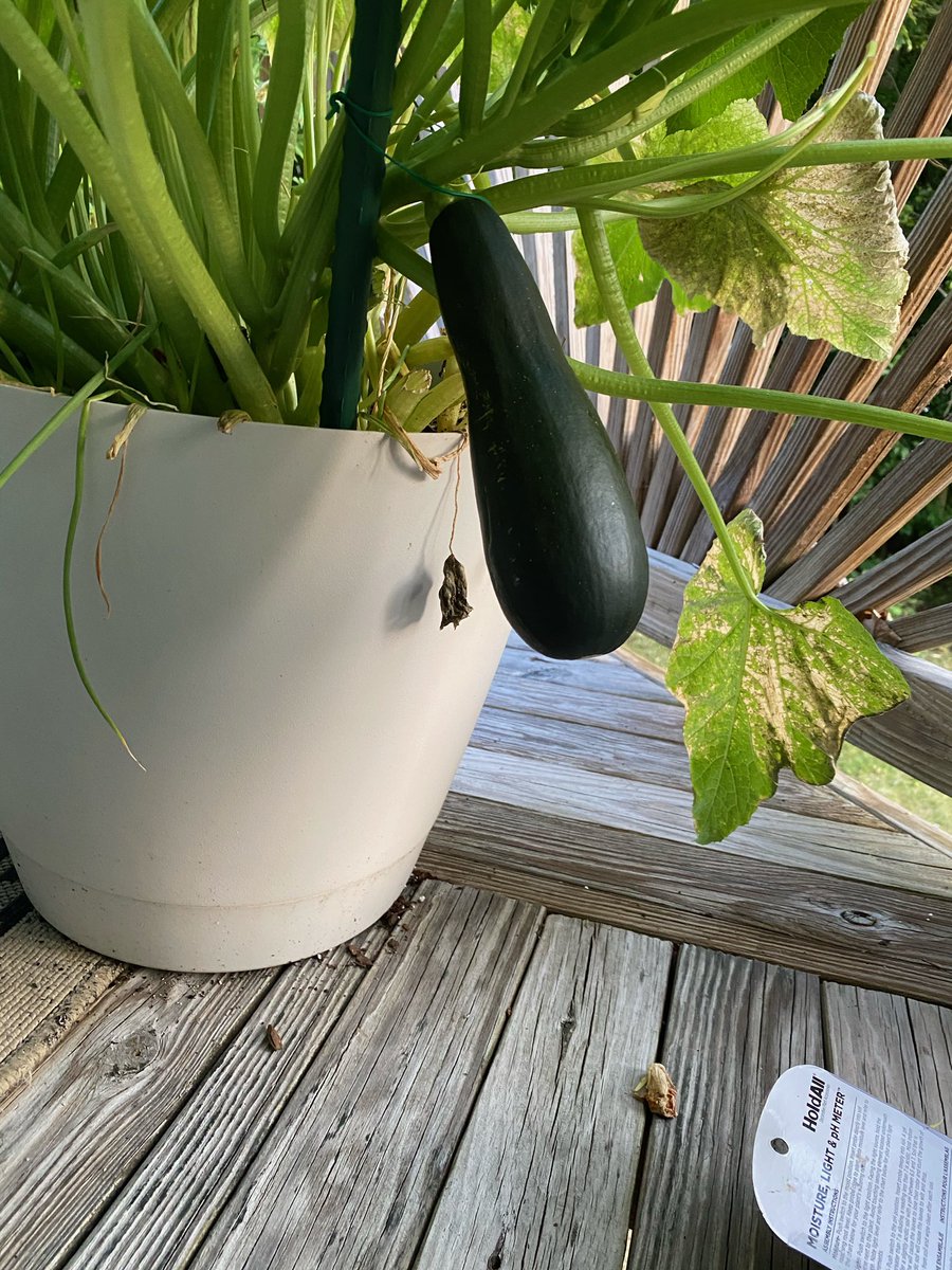 Last on the list is zucchini. Zucchini is tricky to grow in my opinion. The plant is dramatic when it needs water as you can see It’s a vining plant so it needs space. They attract these bugs called spider mites that eventually got ahold of my other plants so it was a mess.