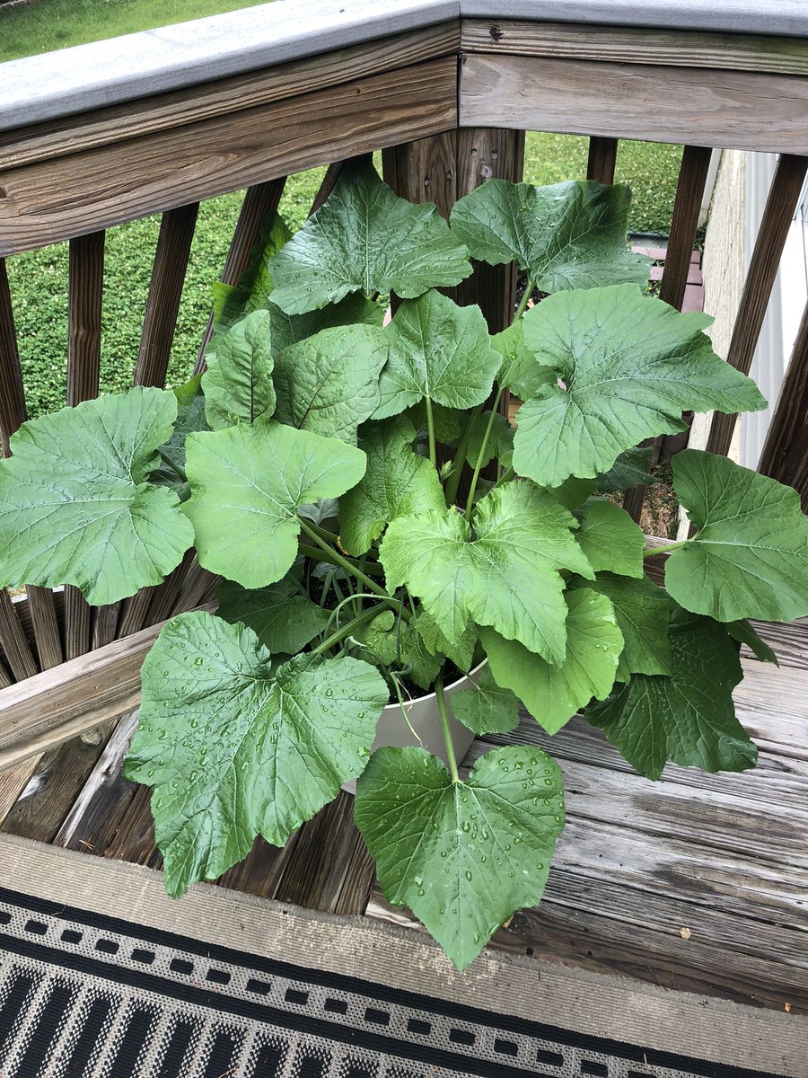 Last on the list is zucchini. Zucchini is tricky to grow in my opinion. The plant is dramatic when it needs water as you can see It’s a vining plant so it needs space. They attract these bugs called spider mites that eventually got ahold of my other plants so it was a mess.