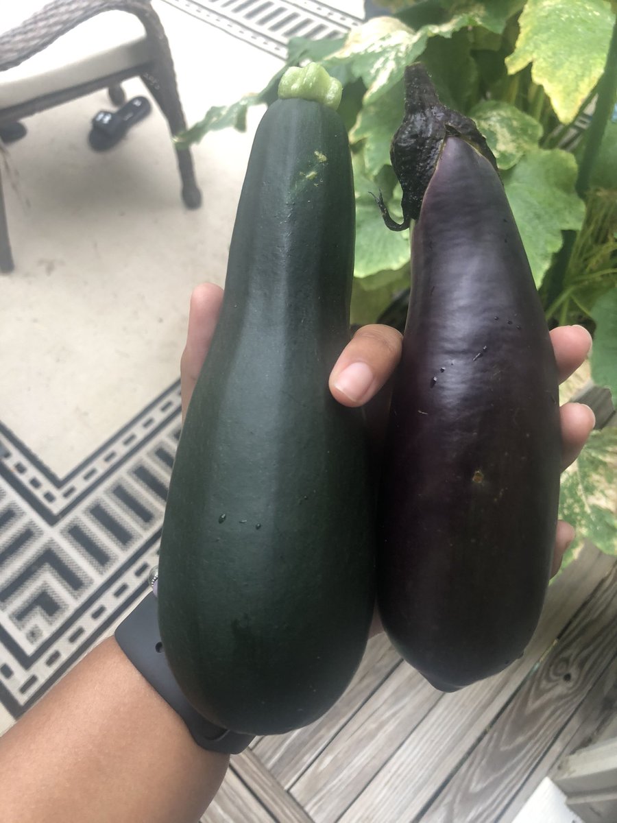 I gave the zucchini plant the right nutrients but I was only able to grow a few. Most of the zucchini’s that formed died soon after. I will say that it was the best zucchini I ever had!! The longer you leave them on the bigger they get! Look at how gorgeous the flowers are!