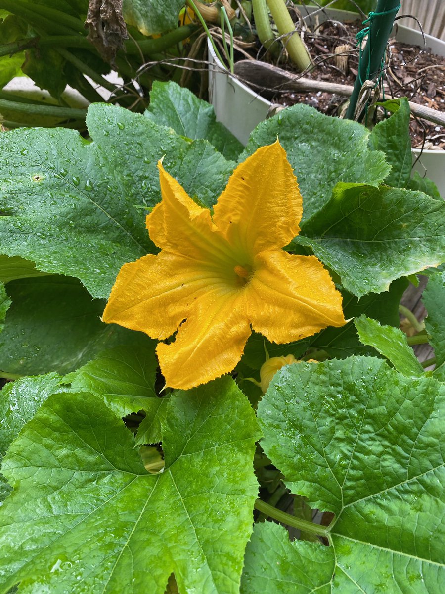 I gave the zucchini plant the right nutrients but I was only able to grow a few. Most of the zucchini’s that formed died soon after. I will say that it was the best zucchini I ever had!! The longer you leave them on the bigger they get! Look at how gorgeous the flowers are!