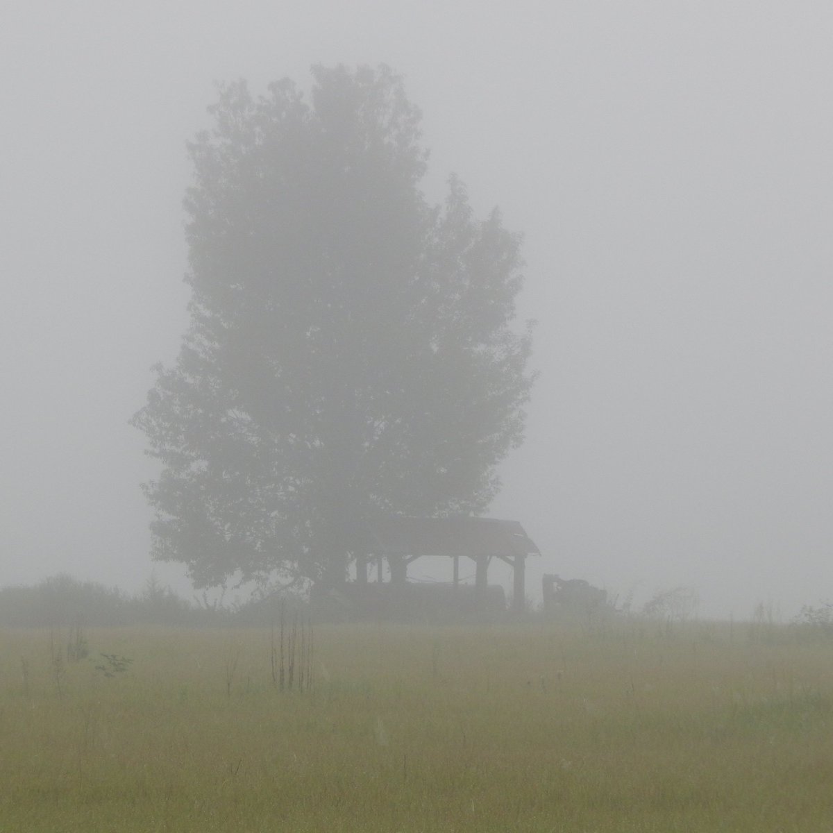 MarcTheSeeker's tweet photo. There's something in the mist! 

#Halloween #Halloween2020 #Fog #Spooktober https://t.co/pdgrTRWazi