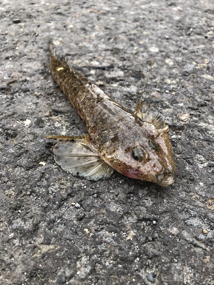 Kazu きよみさん 初めまして おはようございます 苫小牧では珍しい魚ですね 北海道では余り釣れない魚なのに 自分も時々苫小牧に釣りいきますけど 一度も珍魚は釣ったことがないので 釣ってみたいですね これからも宜しくお願いします