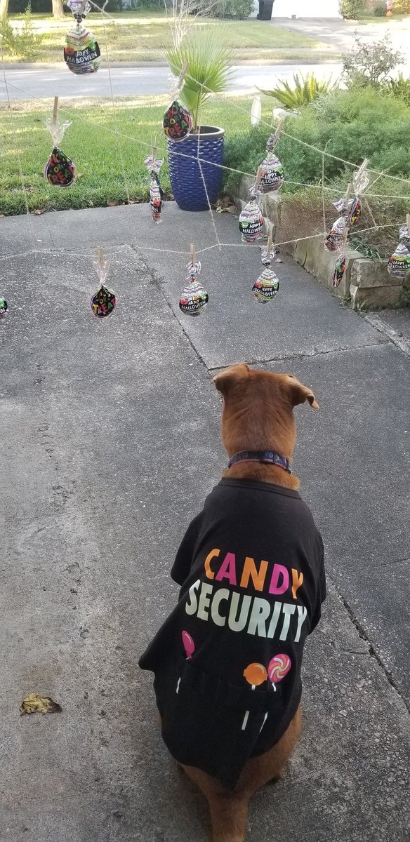 Ready for some physically distanced trick or treating! Have a safe and happy Halloween everyone!