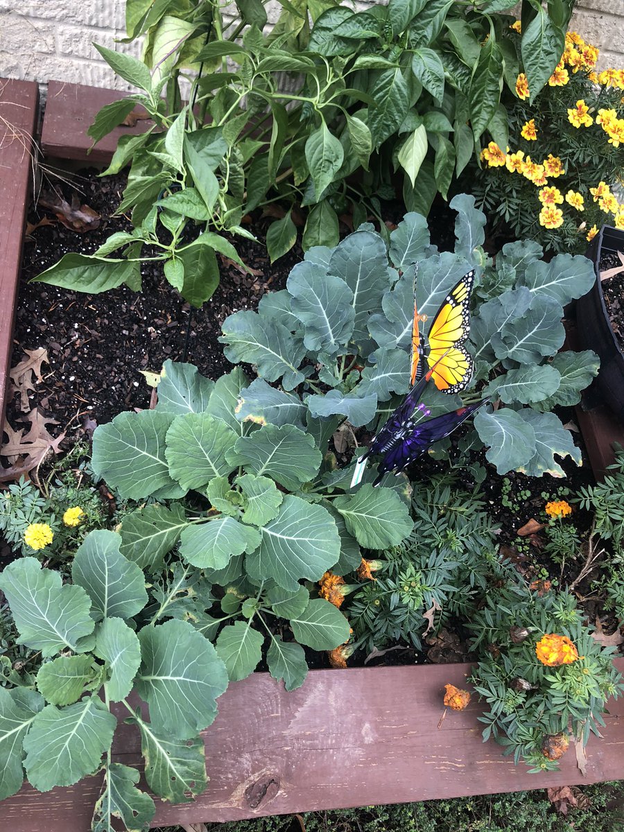 Right now I’m growing broccoli, collards, and cabbage! They are great fall/winter plants! Most of my fav fruits and veggies aren’t able to survive the winter. Stay tuned for pictures of the finished product in the next few weeks! P.S. Don’t be like me. Give your plants space!