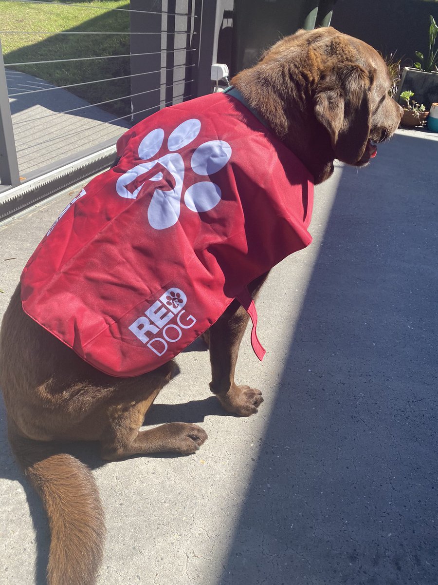 MTiernan1's tweet photo. Remember Red Dog?  We are giving away our Red Dog jacket to any fans that would like it as we seem to have grown it.                                        * Chocolate Lab not included  @Reds_Rugby @GarryJGray @RugbyReg @kinson88 https://t.co/KgnH7LnDKO