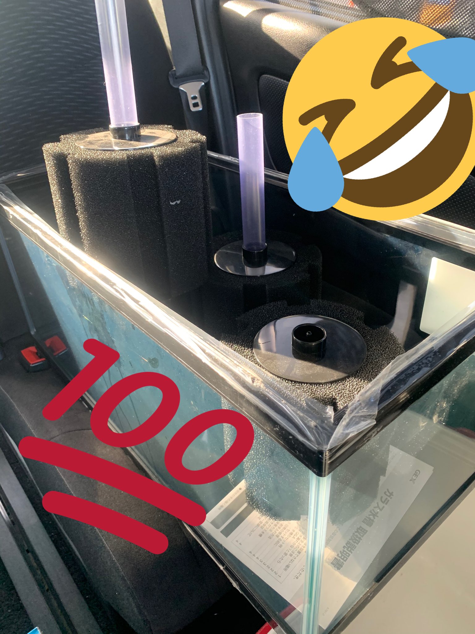 めだか 金魚 らんちゅう 丸照養魚場 早朝８時に行ってしまった Llスポンジフィルターが破格 ６０cm水槽も買ってしまった あれ 浄水器も安いのかな 丸照マジック 笑 いつもありがとうございます ﾍﾟｺｯ とりあえず9時迄待機