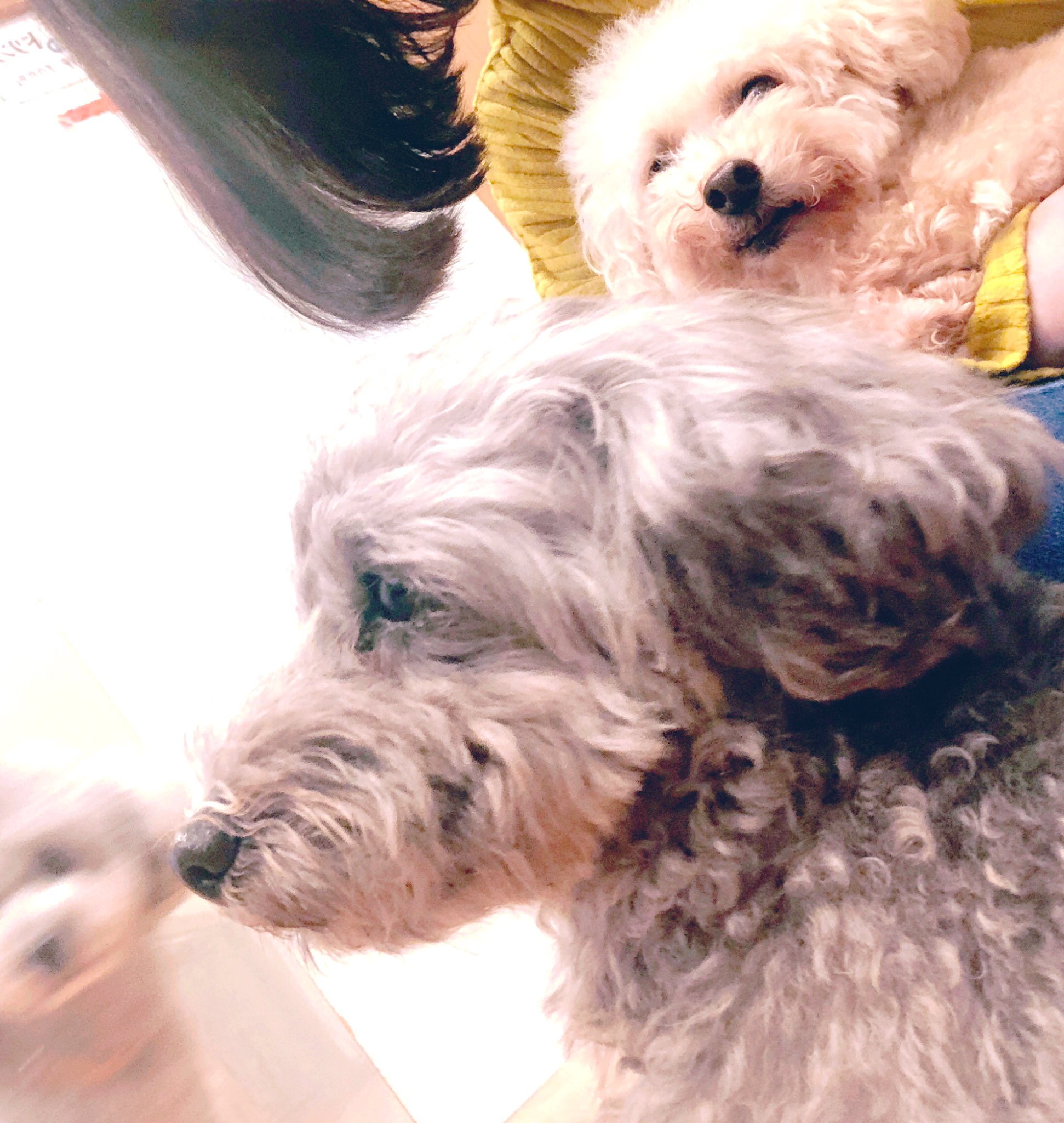 苅谷瑠衣 ワンワンワンっ 11月1日はわんわんわんで犬の日っ 全ての犬を可愛がる日だよ みんなの可愛い犬写真がみたいわん 私が幸せになるわ ん T Co Rbc8faufys Twitter