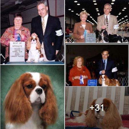cavaliers of castlemar puppy mill