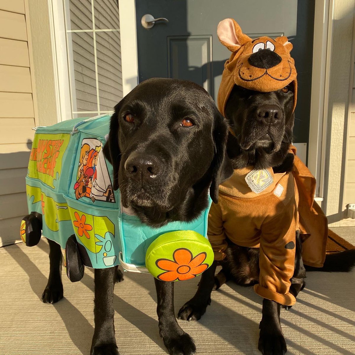 PADSk9Merlot's tweet photo. Zoinks! The real mystery today is whether puppy power on #Halloween brings extra treats or not. #ofcourseitdoes #notricksjusttreats #scoobydoo #velma #mysterymachine #dogsoftwitter #merlot #padschanel #facilitydog @reginapolice @PADSdogs https://t.co/b6tUO6f4Y3
