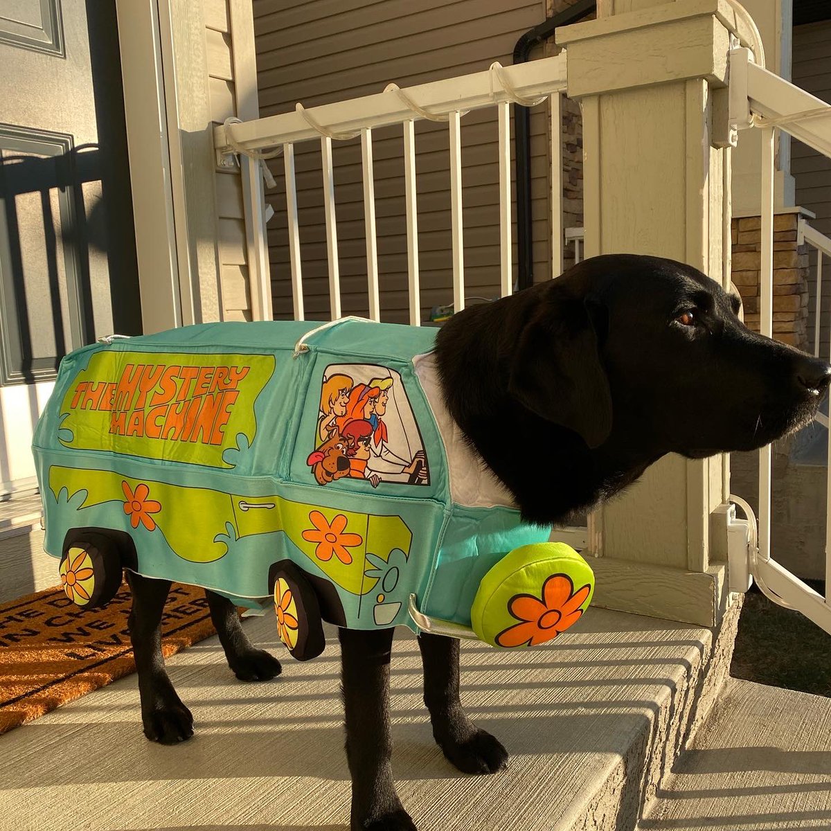 PADSk9Merlot's tweet photo. Zoinks! The real mystery today is whether puppy power on #Halloween brings extra treats or not. #ofcourseitdoes #notricksjusttreats #scoobydoo #velma #mysterymachine #dogsoftwitter #merlot #padschanel #facilitydog @reginapolice @PADSdogs https://t.co/b6tUO6f4Y3