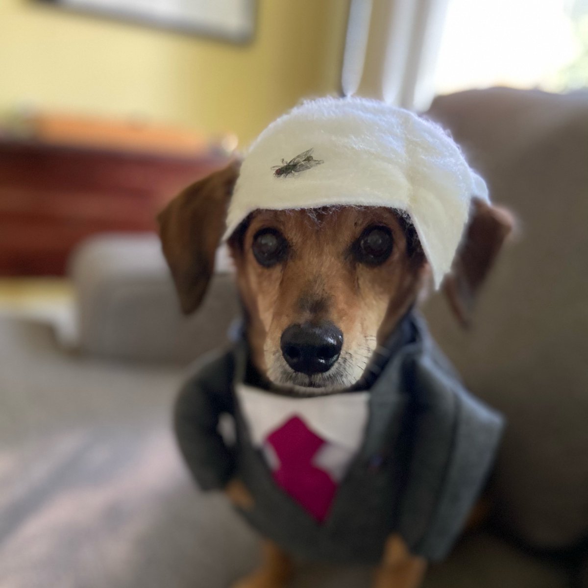 RevPeterCook's tweet photo. @joeBiden, Ruby approves and her owners will donate! https://t.co/cjhcdH3QtC