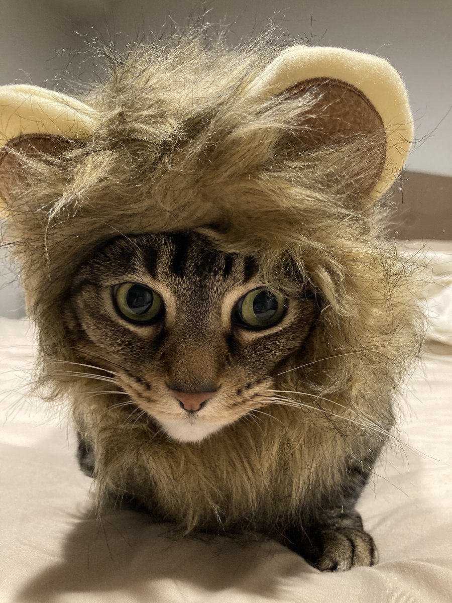 Happy Halloween from this lion! #Halloween2020 #HappyHalloween #CatsOfTwitter