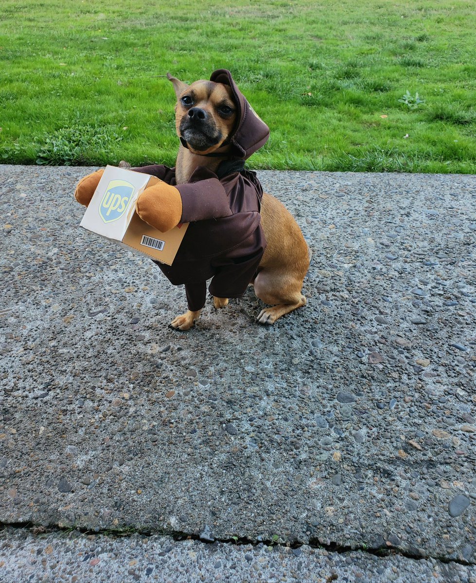 elliewyscaver's tweet photo. @jazlachellee Koda dressed up as my dad😂📬 https://t.co/6Qs9MGL8tL