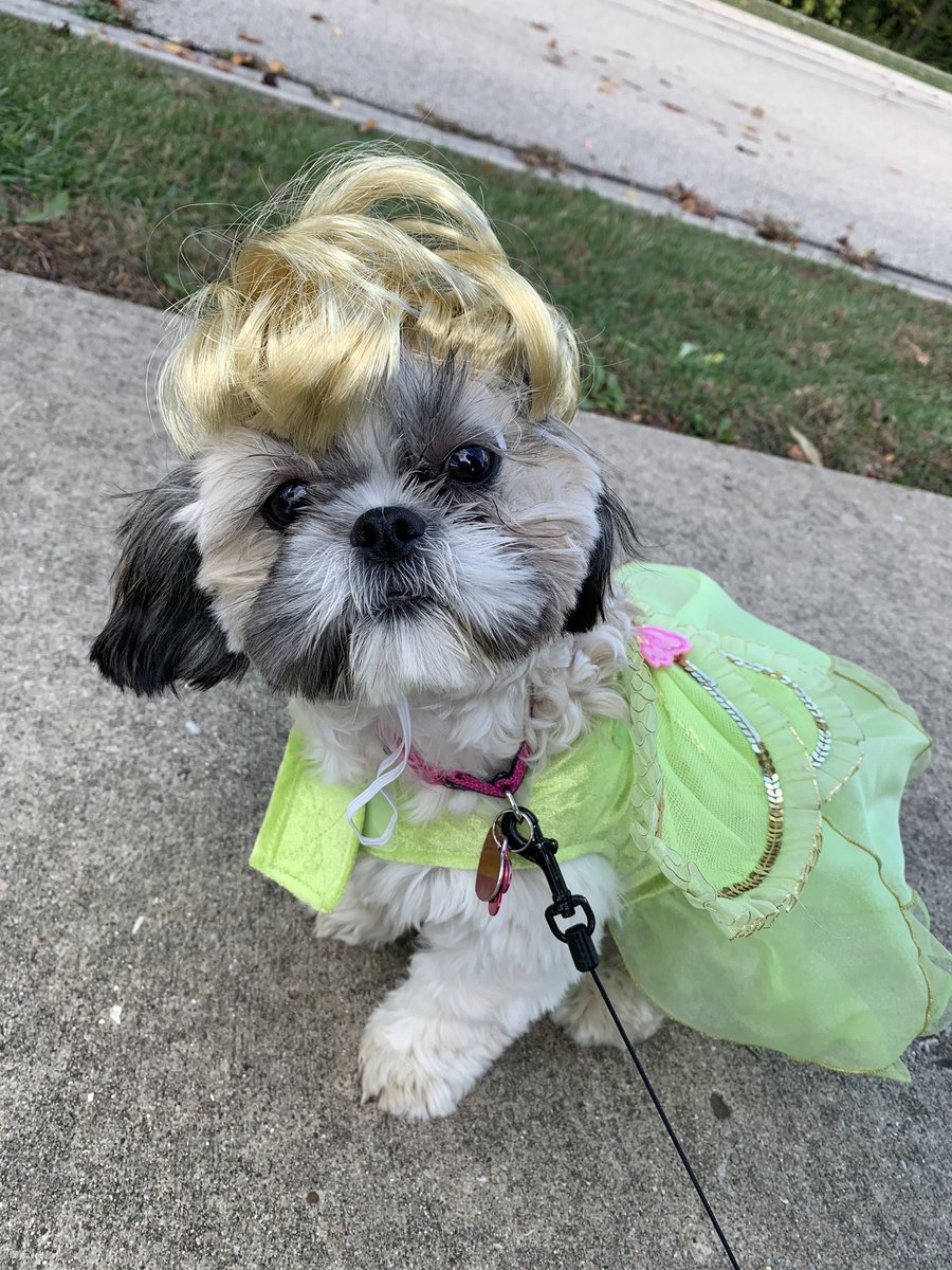conraddooley54's tweet photo. What a cutie, @MissKo_Campi54! This is my Tinkerbell, dressed as Tinker Bell! Happy Halloween! #Dogsof54 #Halloween2020 https://t.co/CE3CuzCSCL