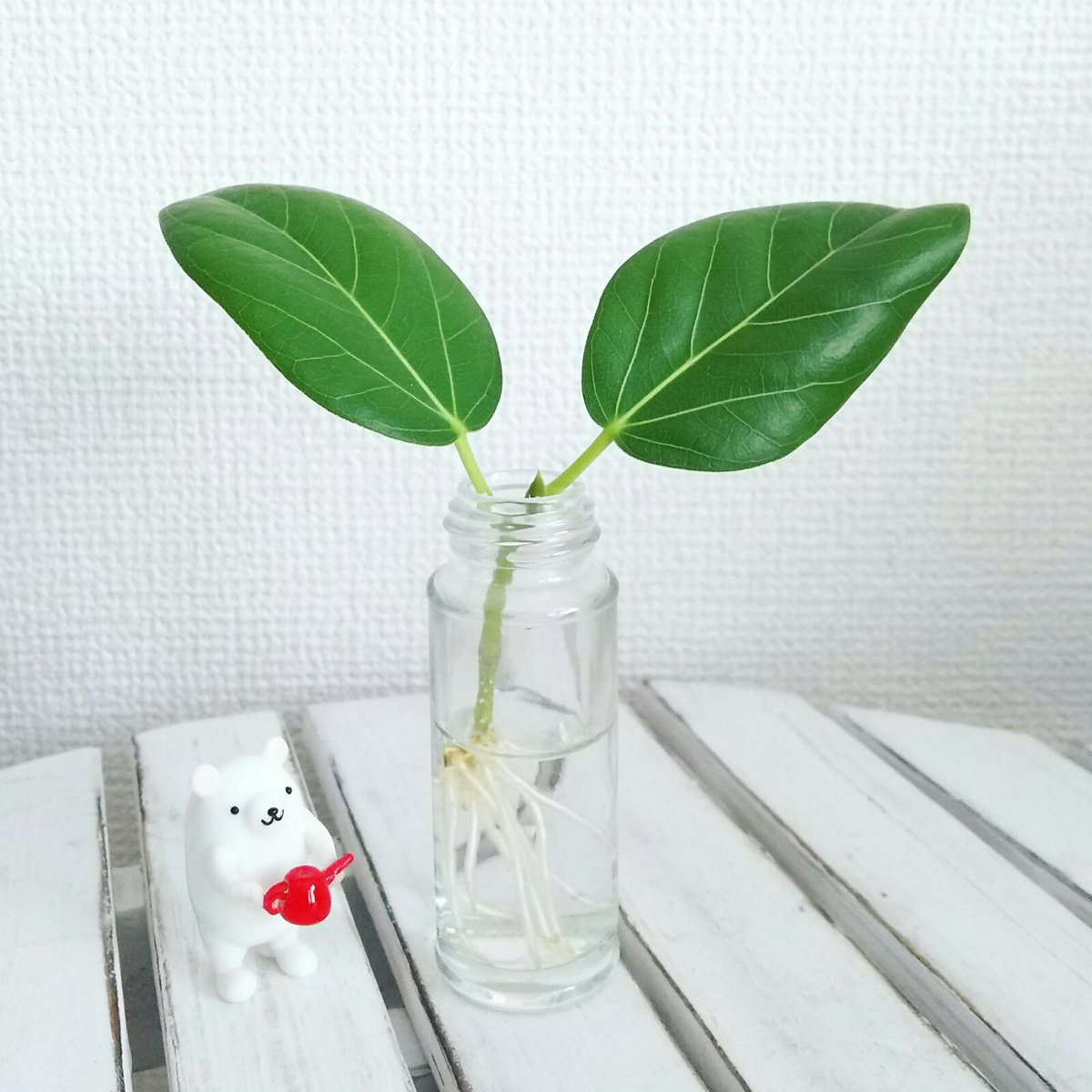 One Of The One しろくま つよし 水差ししていたベンガレンシス 根っこがモリモリ出てきました シロクマくんのグリーン日記 ベンガレンシス 観葉植物 観葉植物のある暮らし 観葉植物好き 観葉植物インテリア 植物のある暮らし インテリアグリーン One Of The One しろくま つよし 水差ししていたベンガレンシス 根っこがモリモリ出てきました シロクマくんのグリーン日記 ベンガレンシス 観葉植物 観葉植物のある暮らし 観葉植物好き 観葉植物インテリア 植物のある暮らし インテリアグリーン