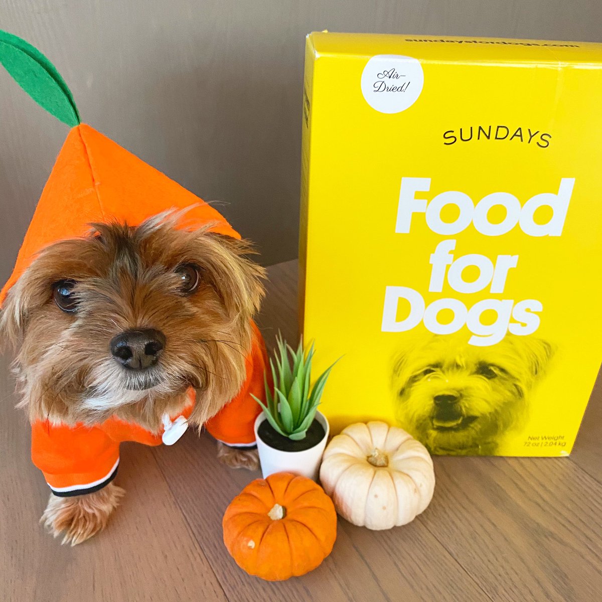 Trick or TREAT your dog to human-grade meals! 🎃 #SundaysForDogs