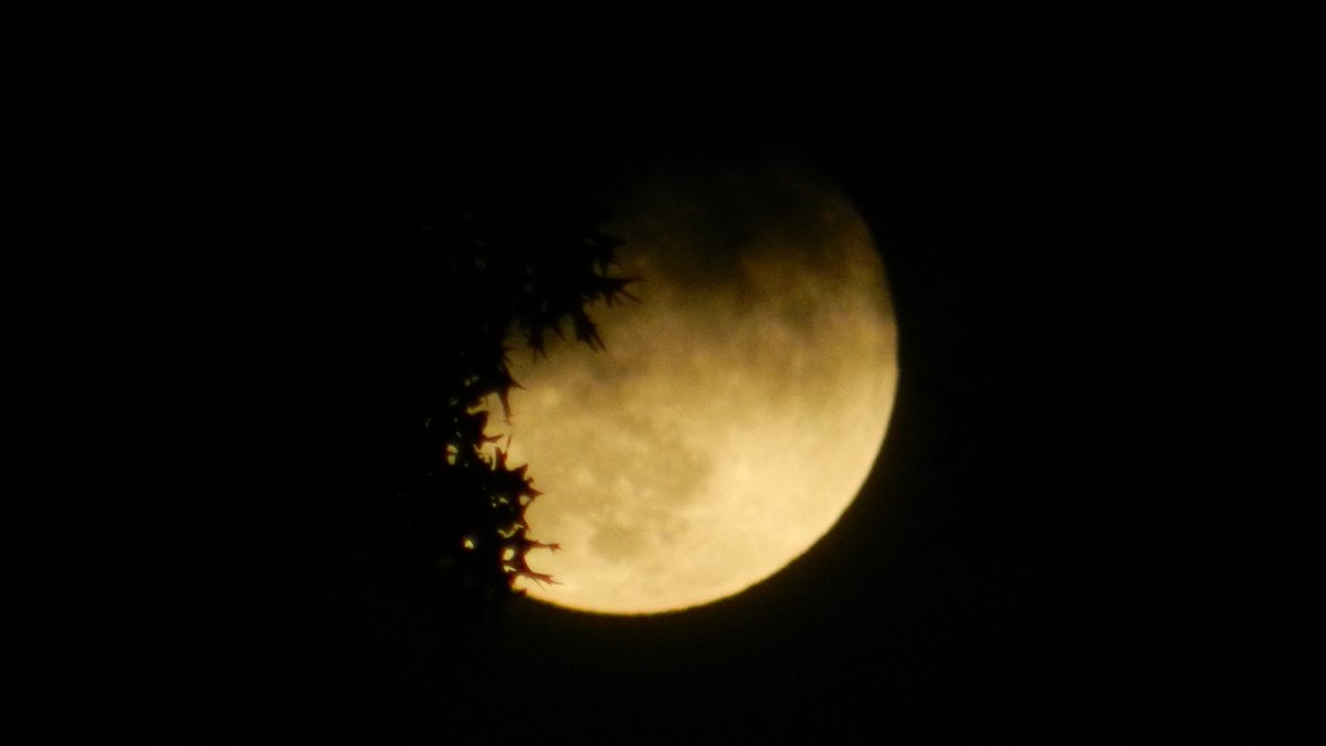 neocurio1's tweet photo. fULL SAMHAIN MOON #Halloween2020 #fullmoon #samhain #darkerhalf #neocurio https://t.co/uPk2dhLyDg