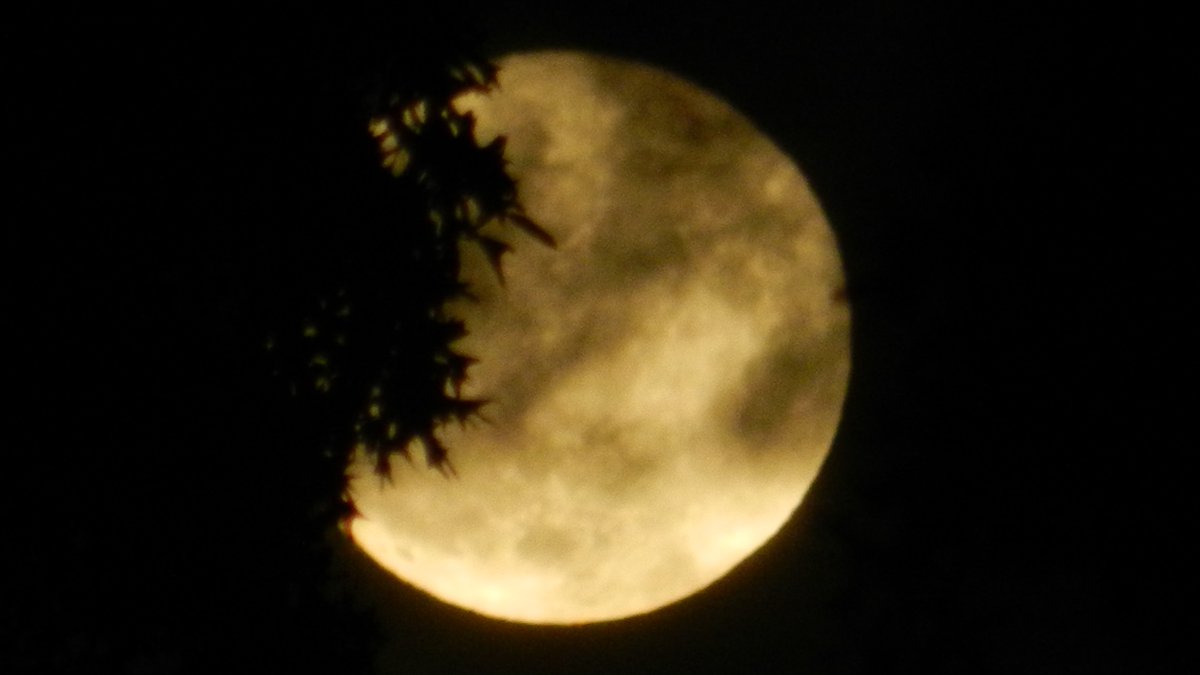 neocurio1's tweet photo. fULL SAMHAIN MOON #Halloween2020 #fullmoon #samhain #darkerhalf #neocurio https://t.co/uPk2dhLyDg