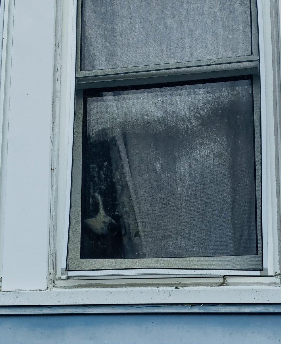 HotmaiBill's tweet photo. #howmuchisthatdoggieinthewindow https://t.co/OkXhrLIiQH