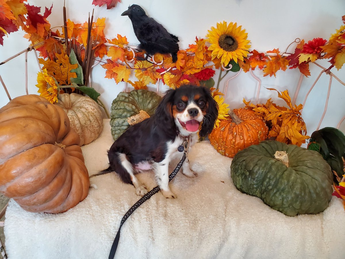 Happy Halloween! #berners #bmd #berners #bernesemountaindog #kingcharlescavalier