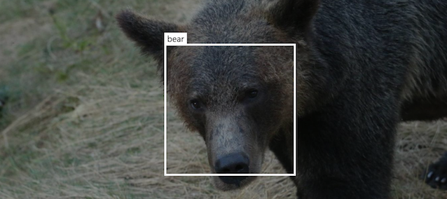 Creating a 99.4% AP bear face detector in less than 70 lines of code using @Azure Custom Vision. @bearid_project @Microsoft_Green #AIforEarth #tech4wildlife bearresearch.org/2020/10/object…