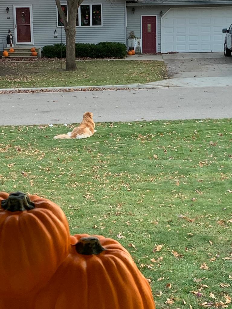 coachsteph_vb's tweet photo. @dog_feelings "Where is everyone??" 😔 https://t.co/xUHSn5edeN