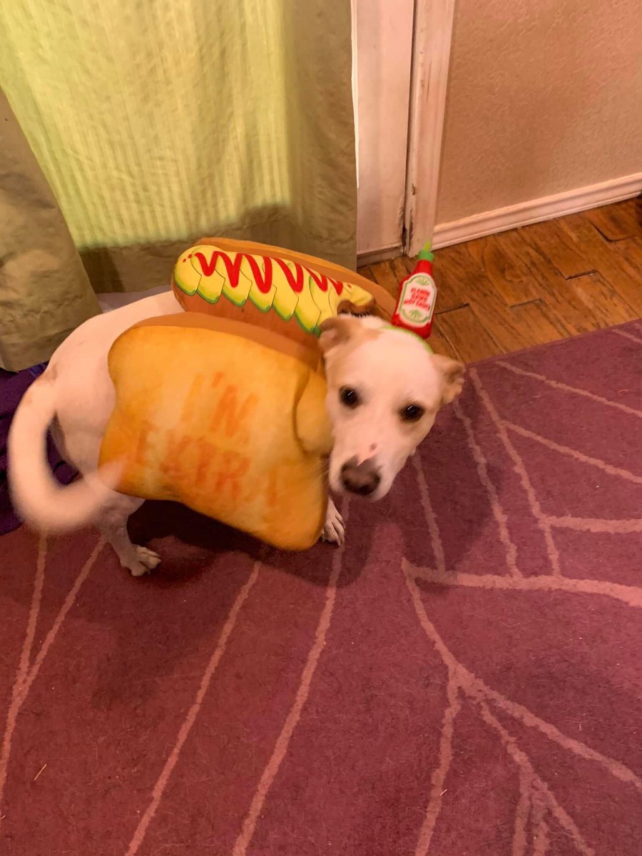 pixie_styx's tweet image. My dogs as avocado toast and a wiener taco they wanted to be in #JoeBobsCostumeContest  too @kinky_horror @SetDarcyFree @therealjoebob