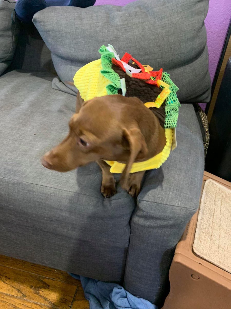 pixie_styx's tweet image. My dogs as avocado toast and a wiener taco they wanted to be in #JoeBobsCostumeContest  too @kinky_horror @SetDarcyFree @therealjoebob