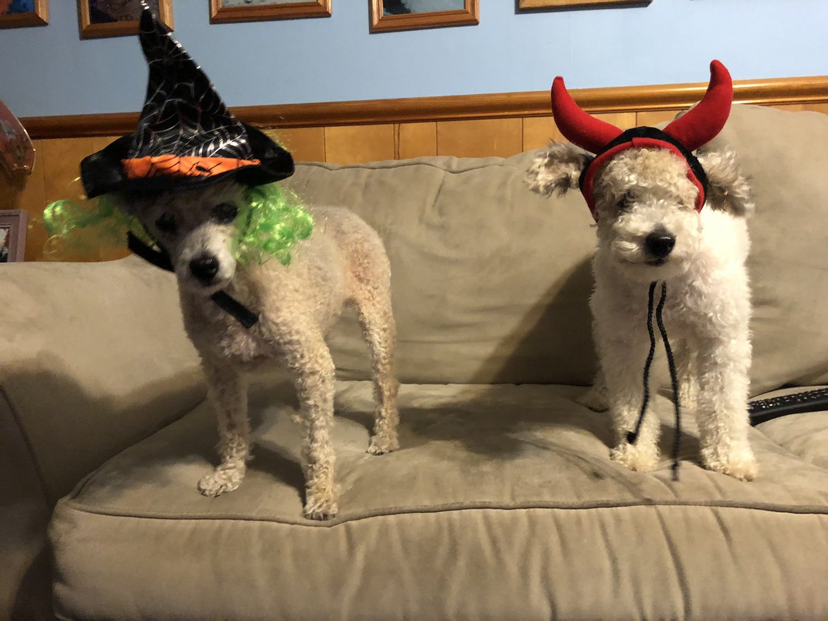 habpc2001's tweet photo. Happy Halloween...Boo y’all! #lifeofanashley #baileybug #mygirls #happyhalloween🎃 #lifeofpoodles 🎃🎃 👻 🐩🐩💜💙 https://t.co/S4ryntqD6l